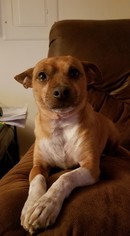 Chihuahua-Unknown Mix Dogs for adoption in Custer, WA, USA