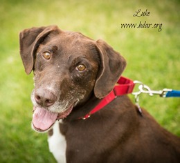 Lab-Pointer Dogs for adoption in Cheyenne, WY, USA