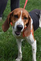 Treeing Walker Coonhound-Unknown Mix Dogs for adoption in Brevard, NC, USA