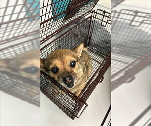 Chihuahua-Unknown Mix Dogs for adoption in Waco, TX, USA