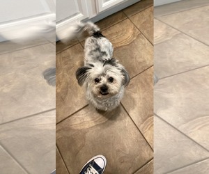 Mutt Dogs for adoption in Gulfport, MI, USA