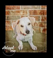 Beagle-Unknown Mix Dogs for adoption in Belton, MO, USA