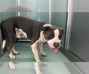 American Pit Bull Terrier-Unknown Mix Dogs for adoption in Moreno Valley, CA, USA