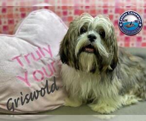 Shih Tzu Dogs for adoption in Arcadia, FL, USA