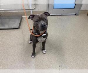 American Staffordshire Terrier-Unknown Mix Dogs for adoption in Grand Prairie, TX, USA