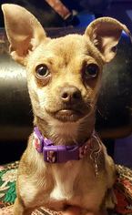 Chihuahua Dogs for adoption in Dallas, TX, USA