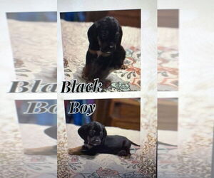 Beagle-Unknown Mix Dogs for adoption in Evansville, IN, USA