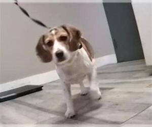 Beagle Dogs for adoption in Redlands, CA, USA