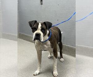 Boxer-Unknown Mix Dogs for adoption in Las Vegas, NV, USA