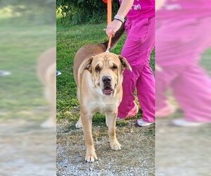 Chinese Shar-Pei-Labrador Retriever Mix Dogs for adoption in Linton, IN, USA