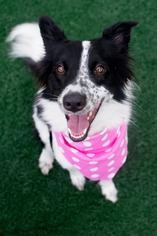 Border Collie-Unknown Mix Dogs for adoption in Panama City, FL, USA