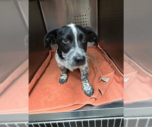 Mutt Dogs for adoption in Rancho Cucamonga, CA, USA