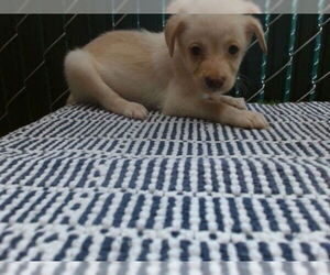 Mutt Dogs for adoption in Downey, CA, USA