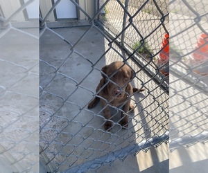 Labrador Retriever Dogs for adoption in Rock Springs, WY, USA