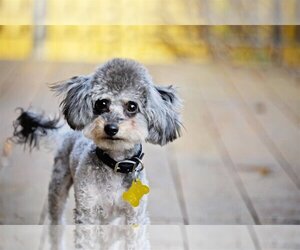 Poodle (Toy) Dogs for adoption in Sandy, UT, USA