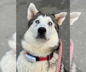 Great Pyrenees-Huskies Mix Dogs for adoption in Woodland, CA, USA