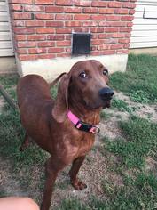 Redbone Coonhound Dogs for adoption in Raytown, MO, USA
