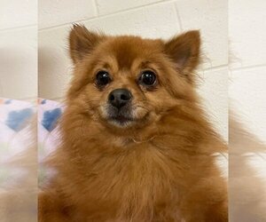 Pomeranian Dogs for adoption in Batavia, OH, USA