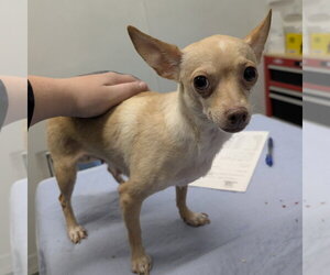 Chihuahua-Unknown Mix Dogs for adoption in Chico, CA, USA