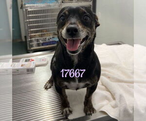 Chihuahua-Unknown Mix Dogs for adoption in Chico, CA, USA