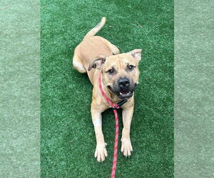 Black Mouth Cur-Unknown Mix Dogs for adoption in Rockaway, NJ, USA