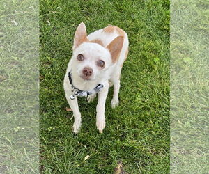 Chihuahua Dogs for adoption in Phoenix, AZ, USA