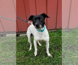 Jack Russell Terrier Dogs for adoption in Fargo, ND, USA