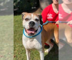 Boxer Dogs for adoption in Houston, TX, USA