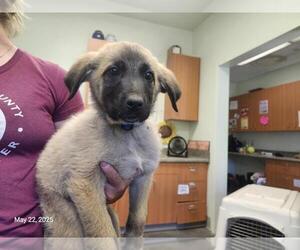 Great Pyrenees-Unknown Mix Dogs for adoption in Santa Cruz, CA, USA