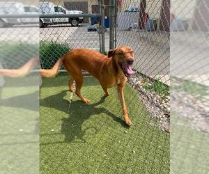 Doberman Pinscher-Unknown Mix Dogs for adoption in Pasadena, TX, USA