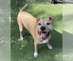 American Pit Bull Terrier-Unknown Mix Dogs for adoption in Palmetto, FL, USA