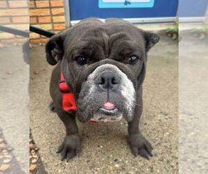 Bulldog Dogs for adoption in St. Louis Park, MN, USA