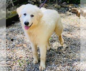 Golden Pyrenees Dogs for adoption in Rockville, MD, USA