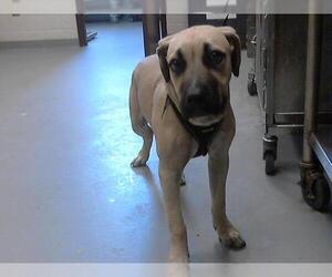 Mastiff-Unknown Mix Dogs for adoption in Fayetteville, NC, USA