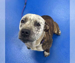 Mutt Dogs for adoption in Woodbury, NY, USA