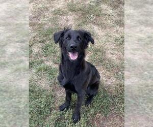 Mutt Dogs for adoption in Lee's Summit, MO, USA