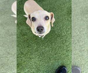 Chihuahua-Unknown Mix Dogs for adoption in Tempe , AZ, USA