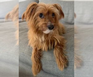 Mutt Dogs for adoption in Los Angeles, CA, USA