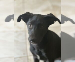 Labrador Retriever-Unknown Mix Dogs for adoption in San Diego, CA, USA