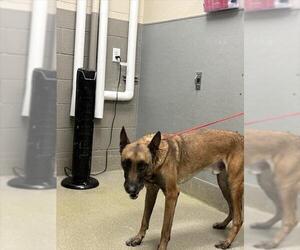 Mutt Dogs for adoption in Las Vegas, NV, USA