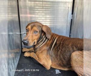 Redbone Coonhound-Unknown Mix Dogs for adoption in San Antonio, TX, USA