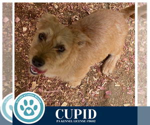 Dachshund-Unknown Mix Dogs for adoption in Kimberton, PA, USA