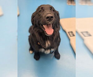 Golden Mountain Dog Dogs for adoption in Muskegon, MI, USA