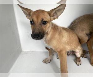 Chihuahua-Unknown Mix Dogs for adoption in Houston, TX, USA