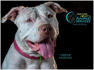 Bullypit Dogs for adoption in Camarillo, CA, USA
