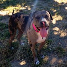 American Pit Bull Terrier-Catahoula Leopard Dog Mix Dogs for adoption in Petaluma, CA, USA