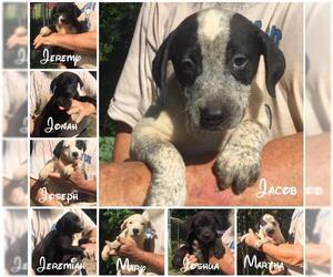 Borador Dogs for adoption in Slidell, LA, USA