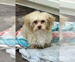 Maltese-Unknown Mix Dogs for adoption in Foristell, MO, USA