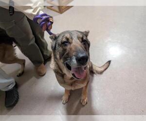 German Shepherd Dog Dogs for adoption in Pasadena, CA, USA