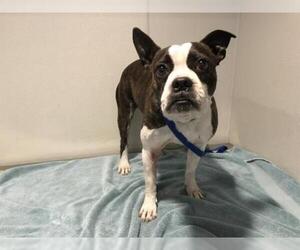 Boston Terrier Dogs for adoption in pomona, CA, USA